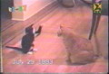 Cat Fight
